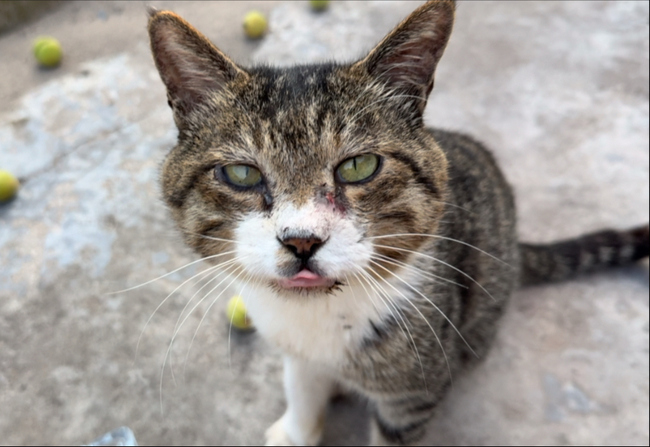 战斗爽！！！小猫连续出门干架200天，从大圆脸打成无情六角脸……