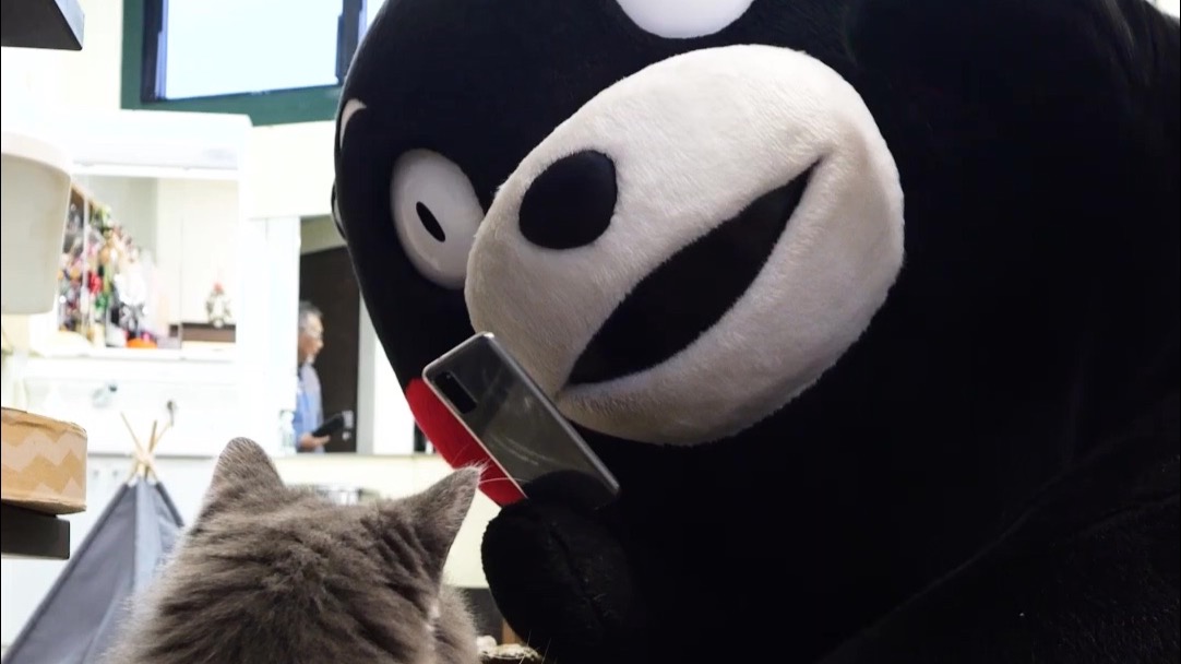 熊本熊 在猫咖被主子们集体PUA！