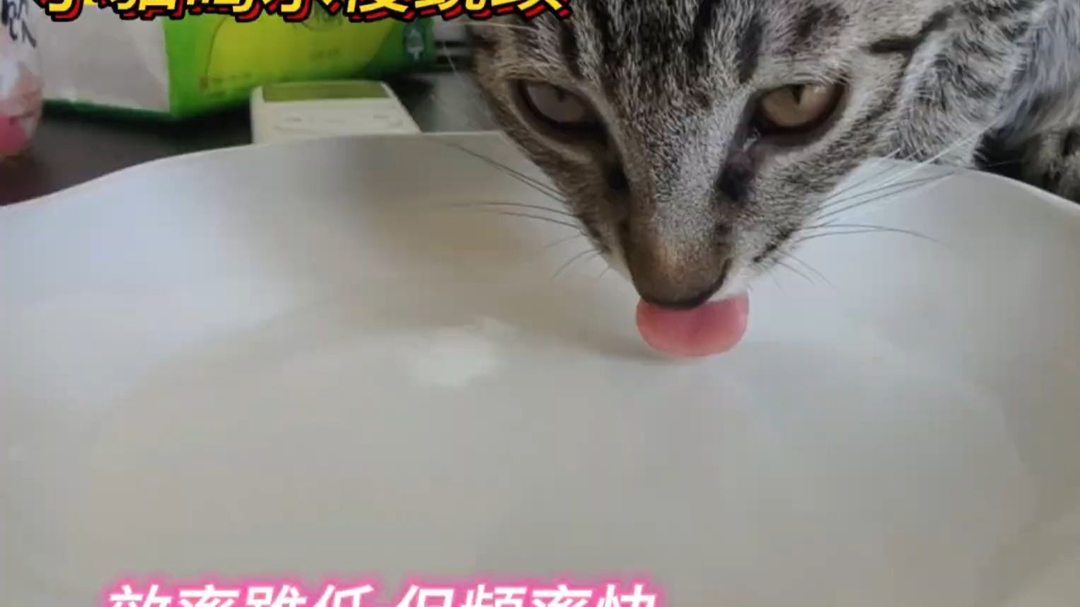 小猫喝水慢镜头~好可爱的小舌头