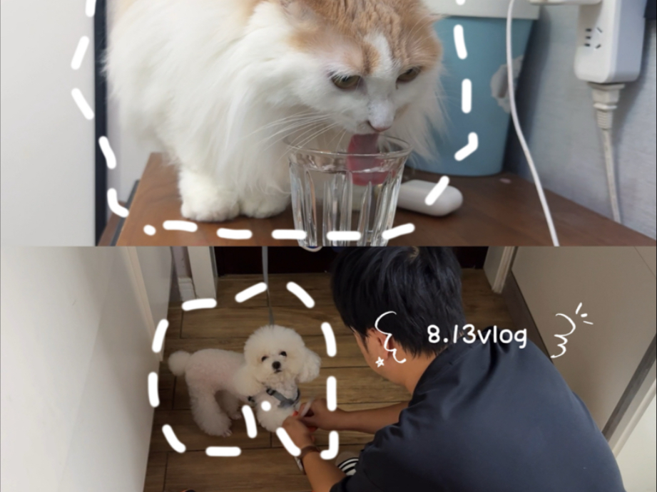 猫认为人的杯子喝水最好喝。圆圆出门啦～