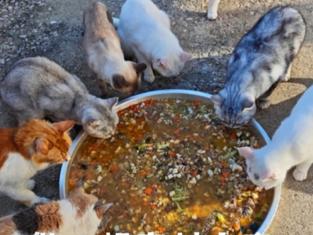做一顿农村大席给猫猫吃