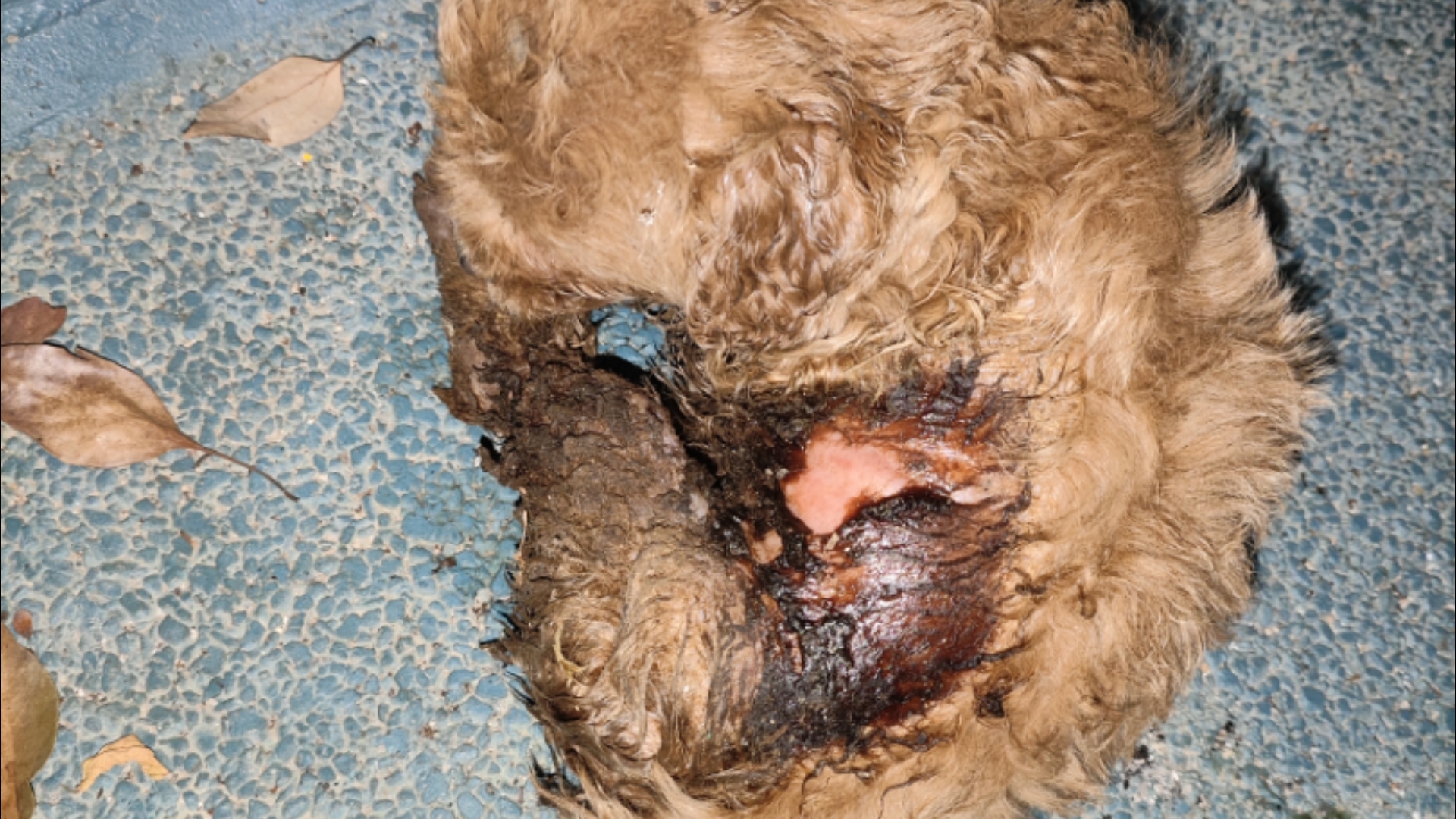 弃养跟虐狗的倒霉一辈子。