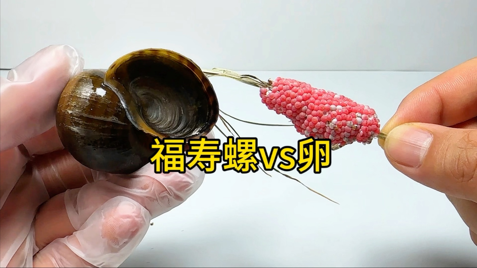 把福寿螺的卵放进福寿螺中会怎样！