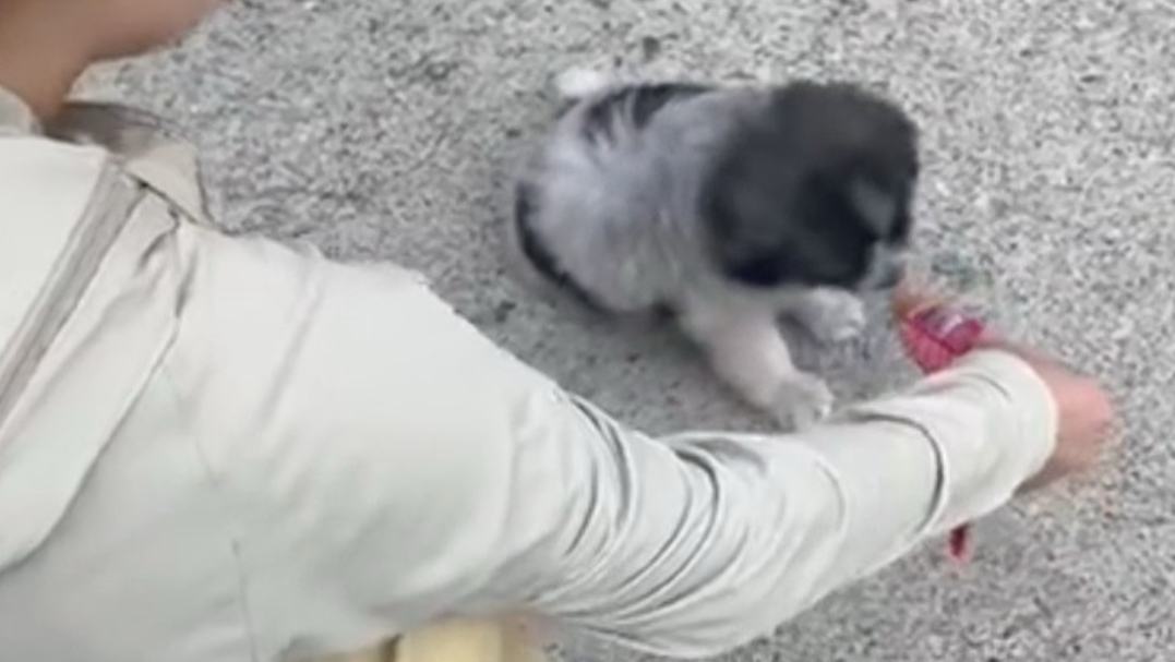 它好不容易自己找到了点依靠