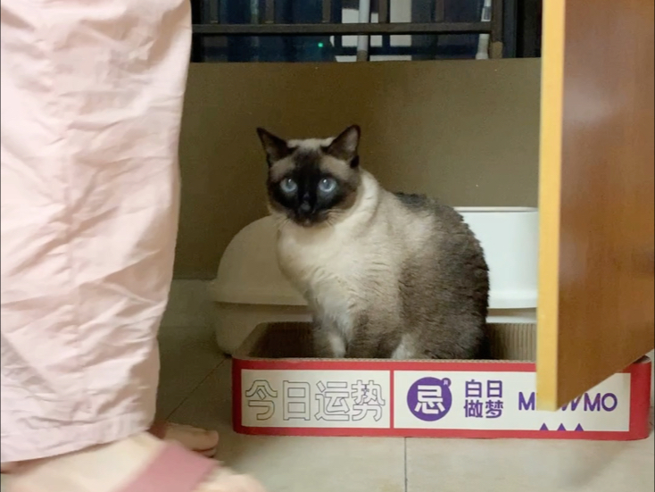 沉浸式换猫砂盆，一次加三袋猫砂