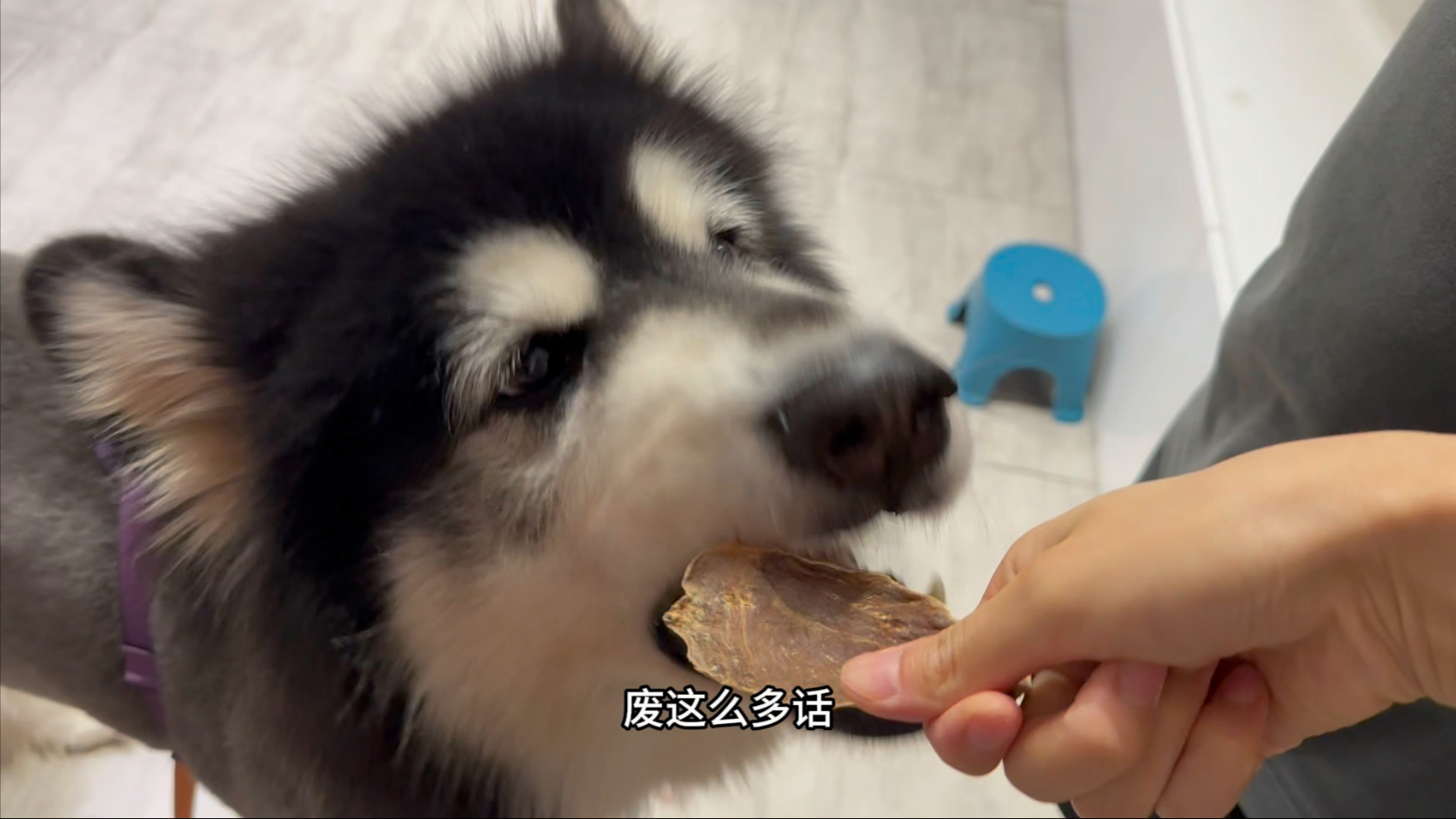 没有凭空而来的妈宝狗，只是妈妈很努力罢了