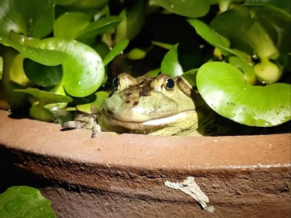神奇的动物世界