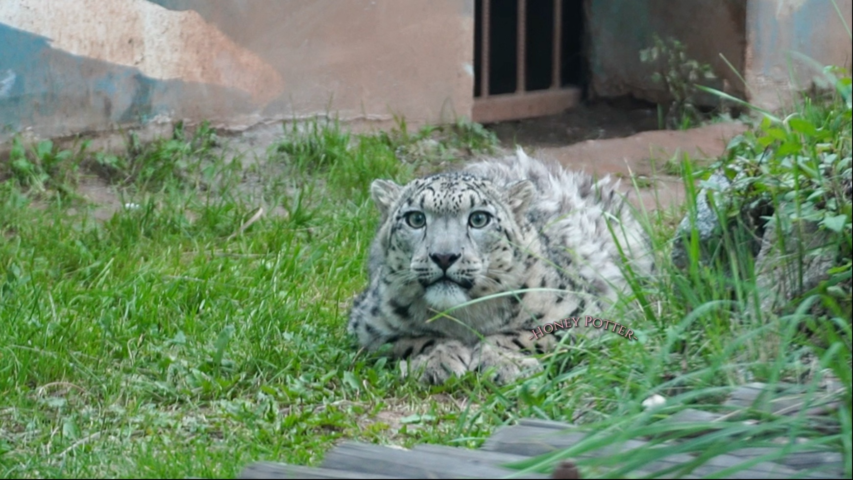 ｛9.1｝我大概是唯一一个隔着玻璃被小蛰三番四次捕猎的人了
