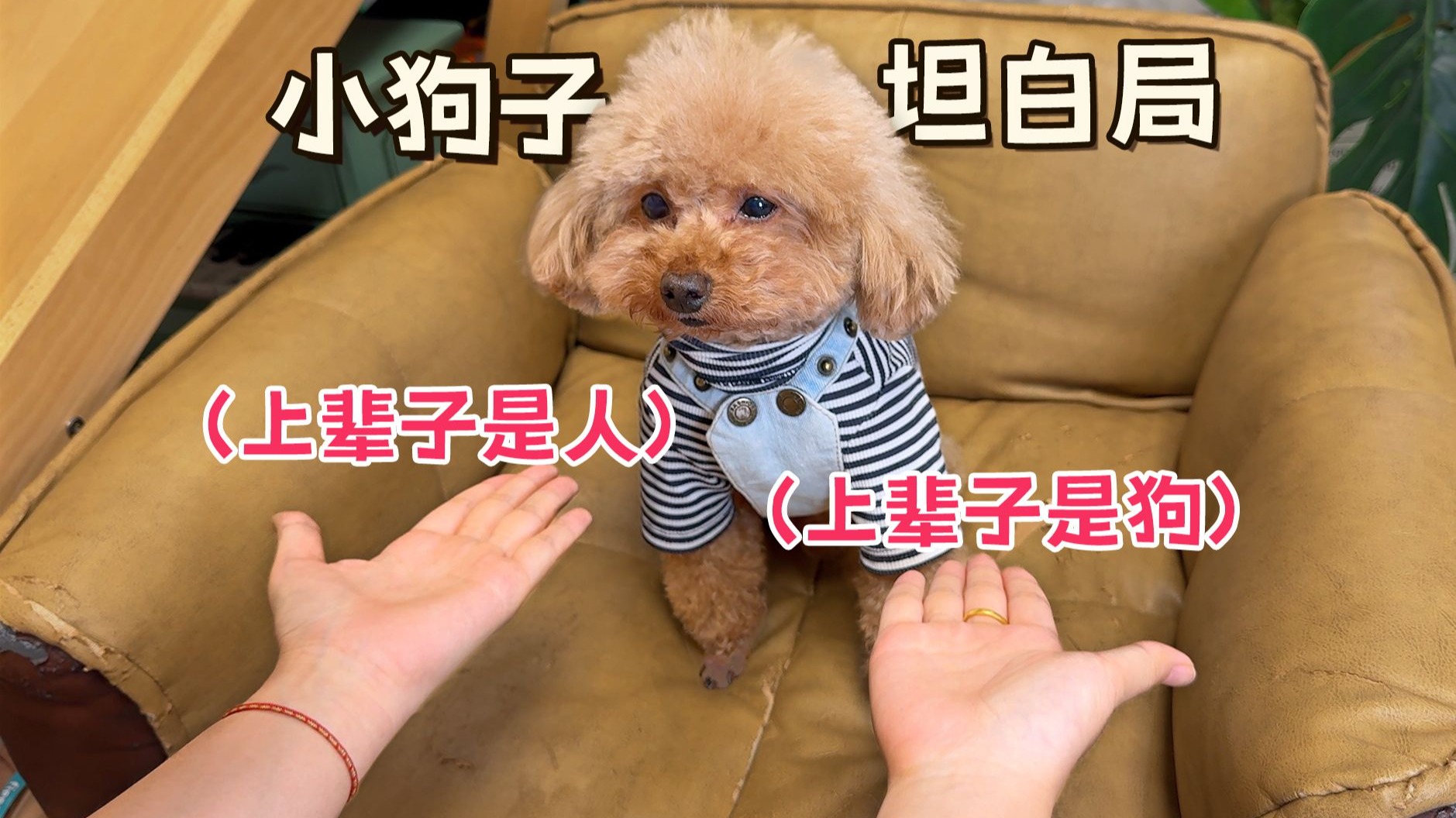 小狗狗坦白局，看看3只泰迪是怎么选择的！