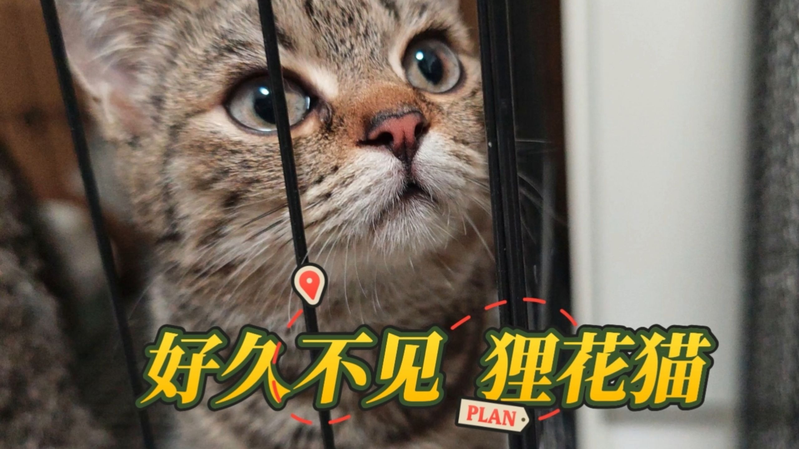 大师说我这个人“猫缘太重”