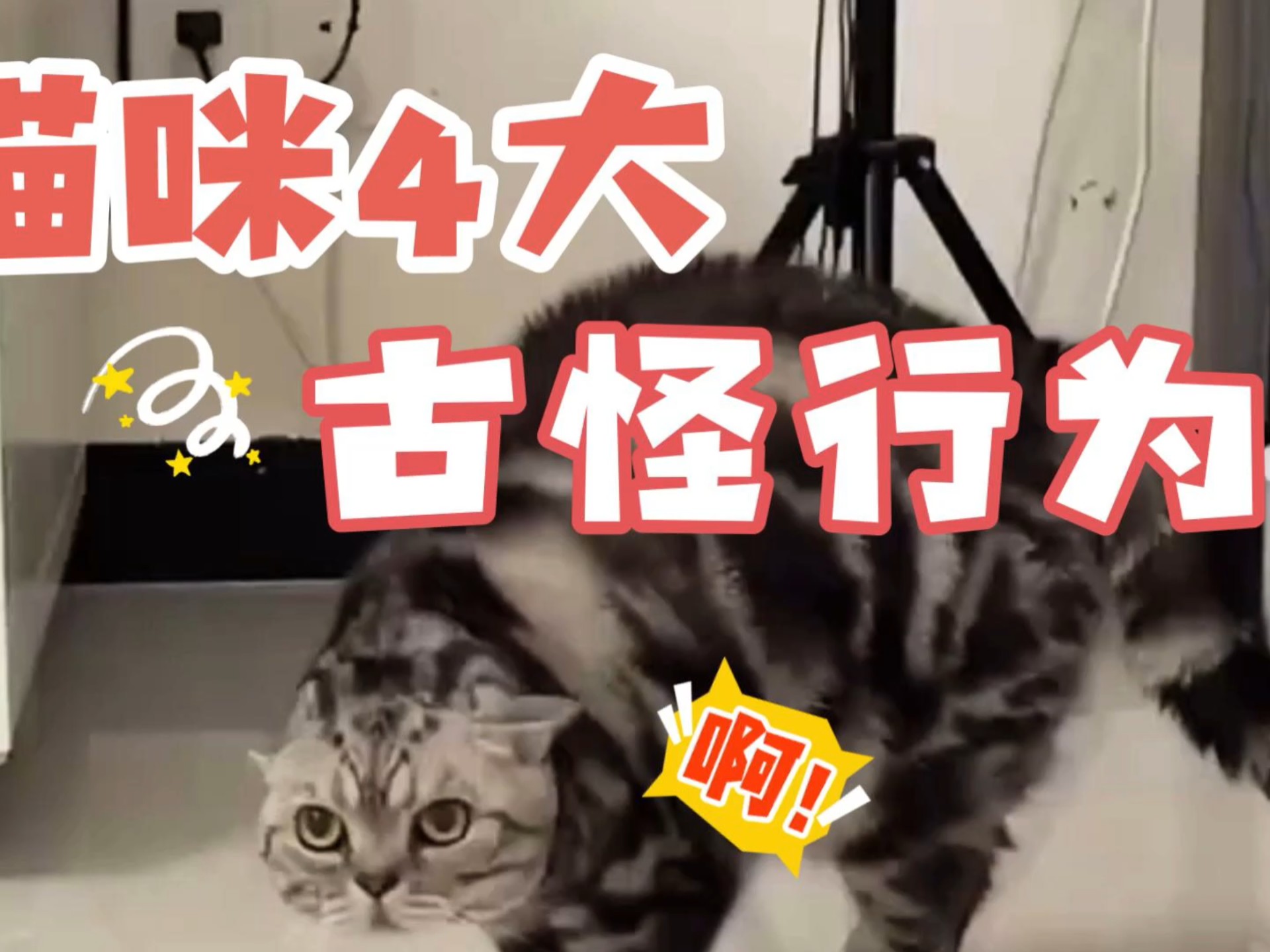 猫咪的4大古怪行为！赶紧看看你家猫咪身上有没有！