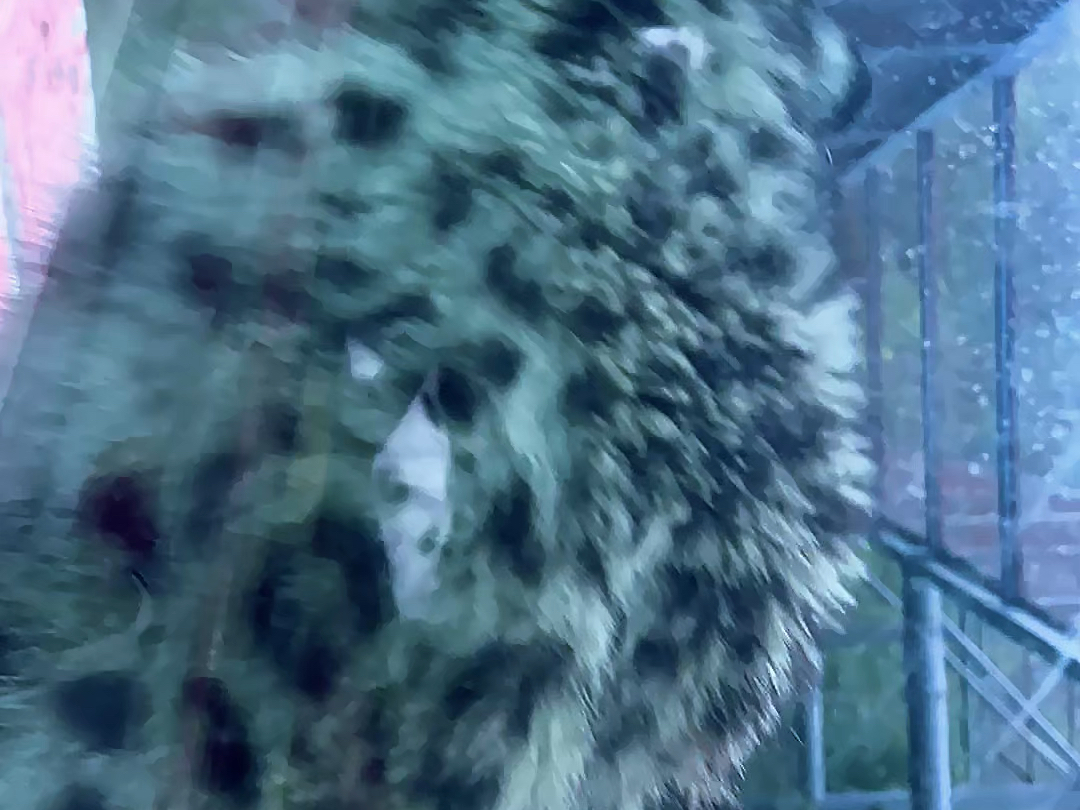 小芒打招呼呢（不好意思本来昨天就应该发出来，结果给忘记了）