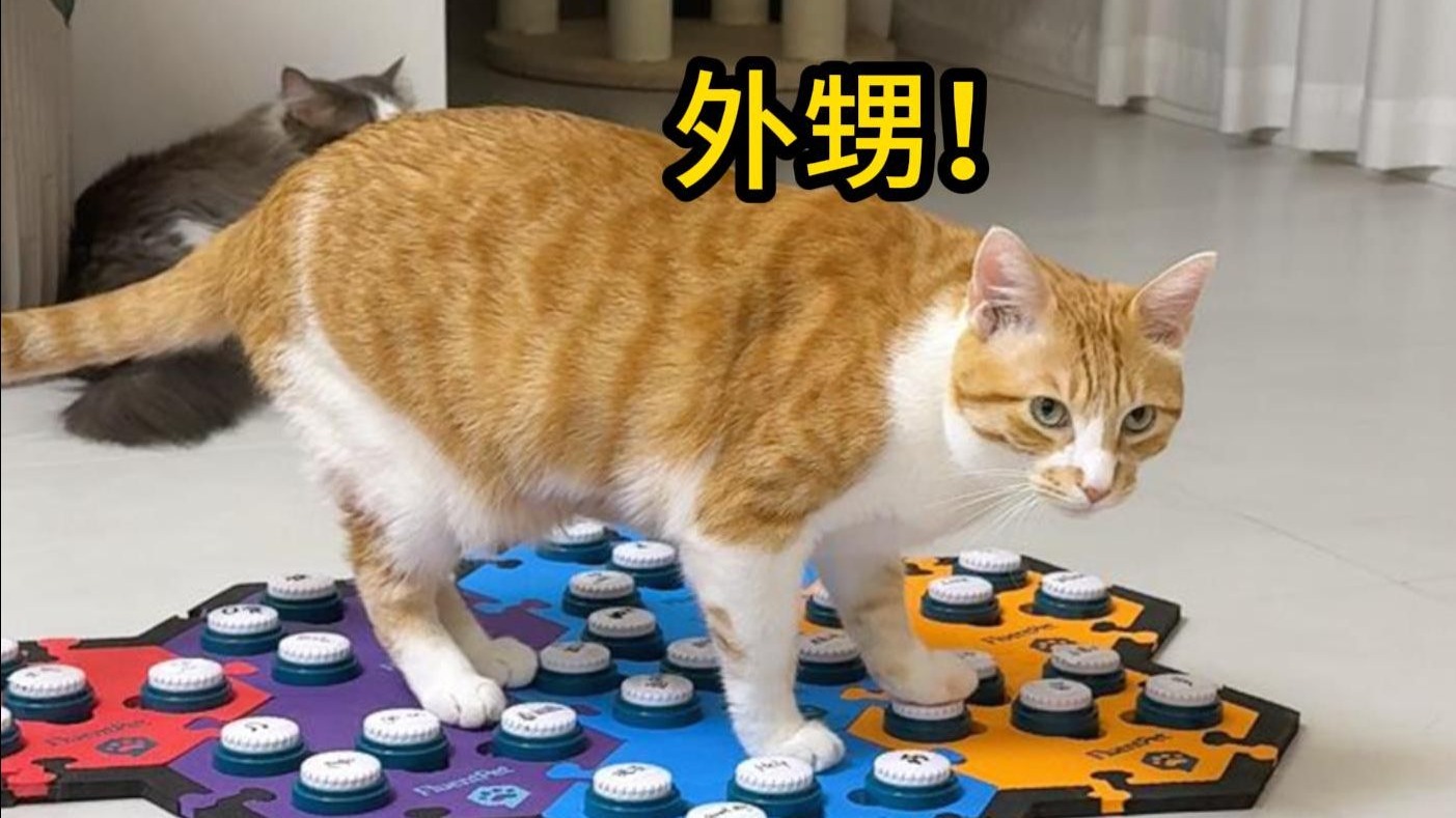 猫：孩子！你的梦想我来帮你实现~