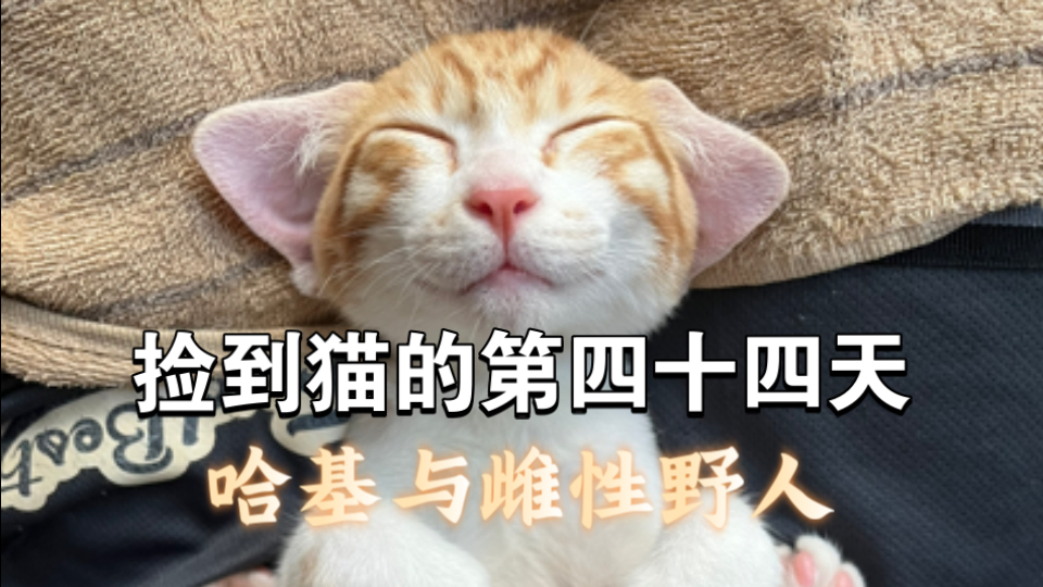 捡到猫的第四十四天 哈基与雌性野人