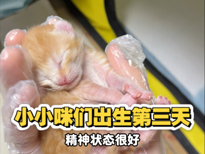 小小咪们出生的第三天