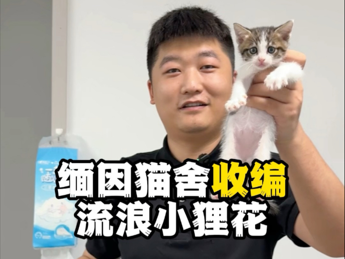 又又又收编了一只小狸花猫
