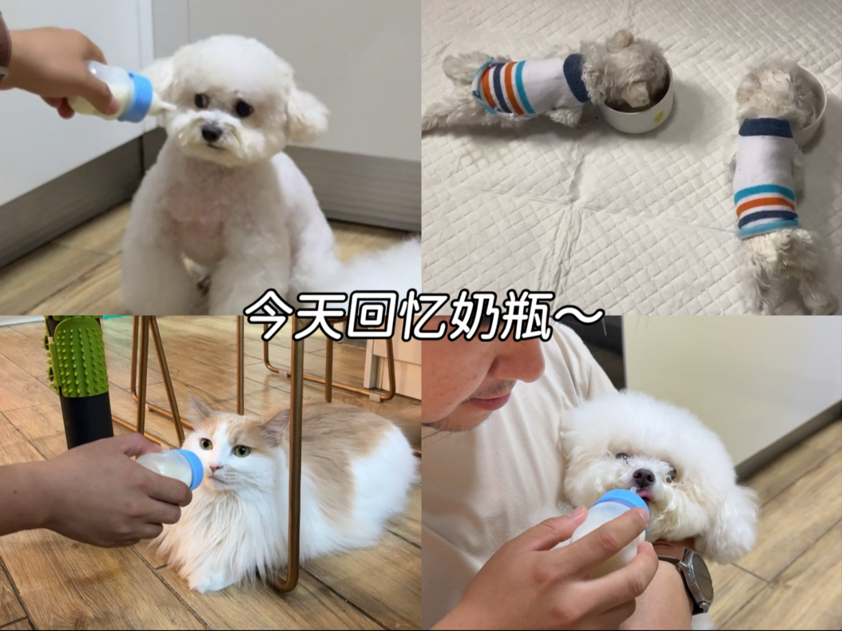 今天是回忆奶瓶的一天，我的小狗怎么一下就长大了呢！