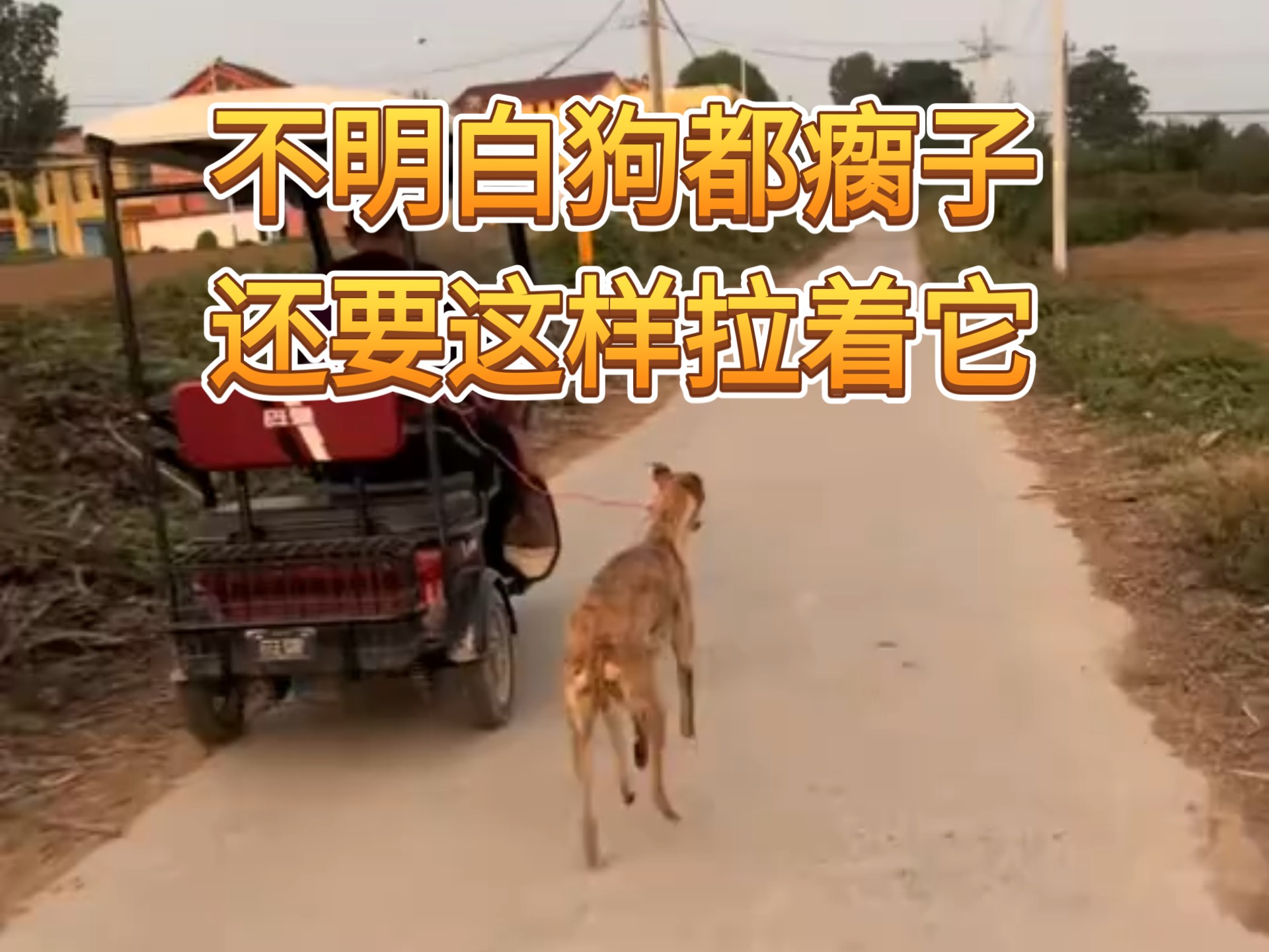 不明白狗都瘸子，还要这样拉着它
