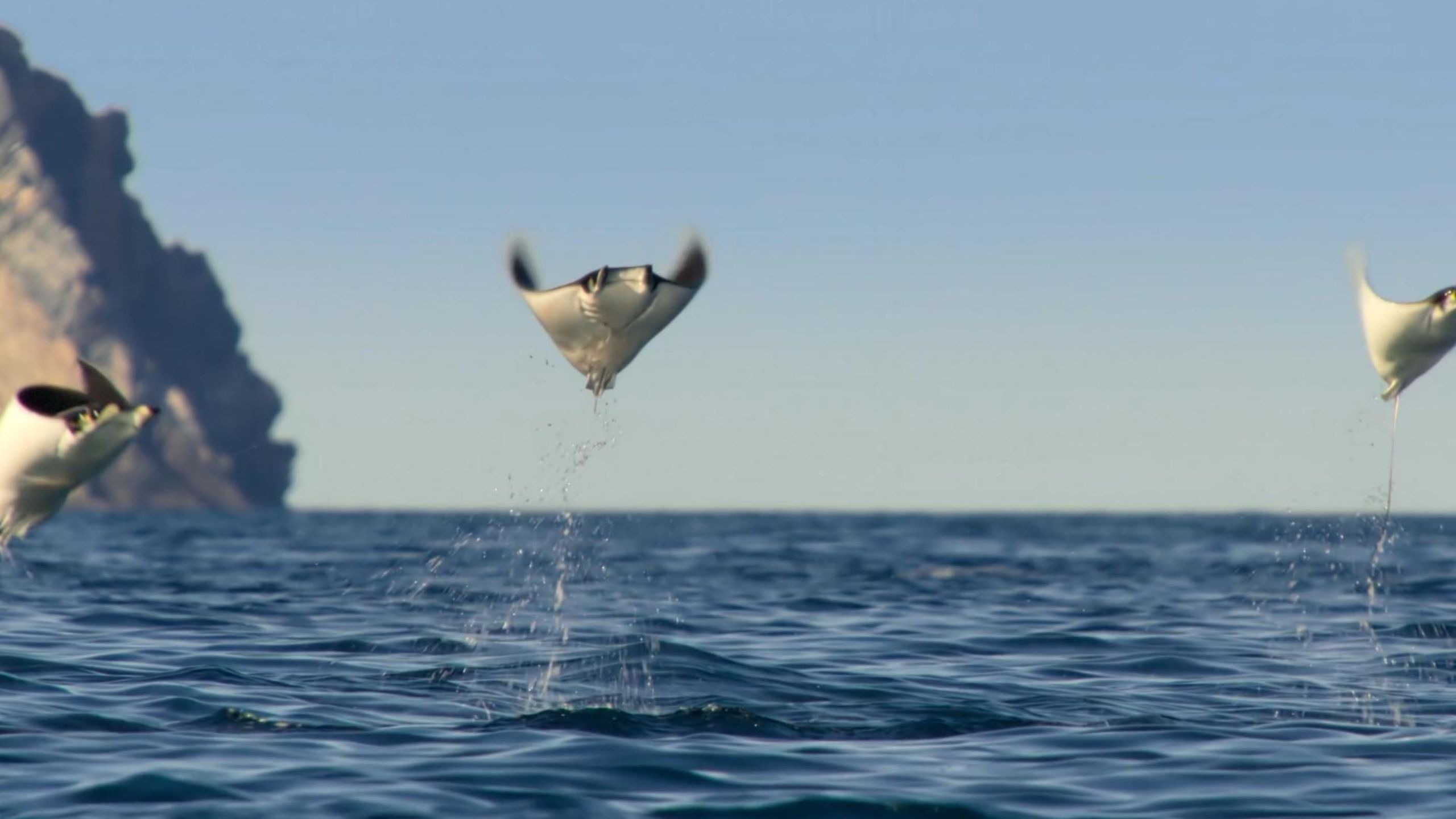 “这里，万类霜天竞自由”