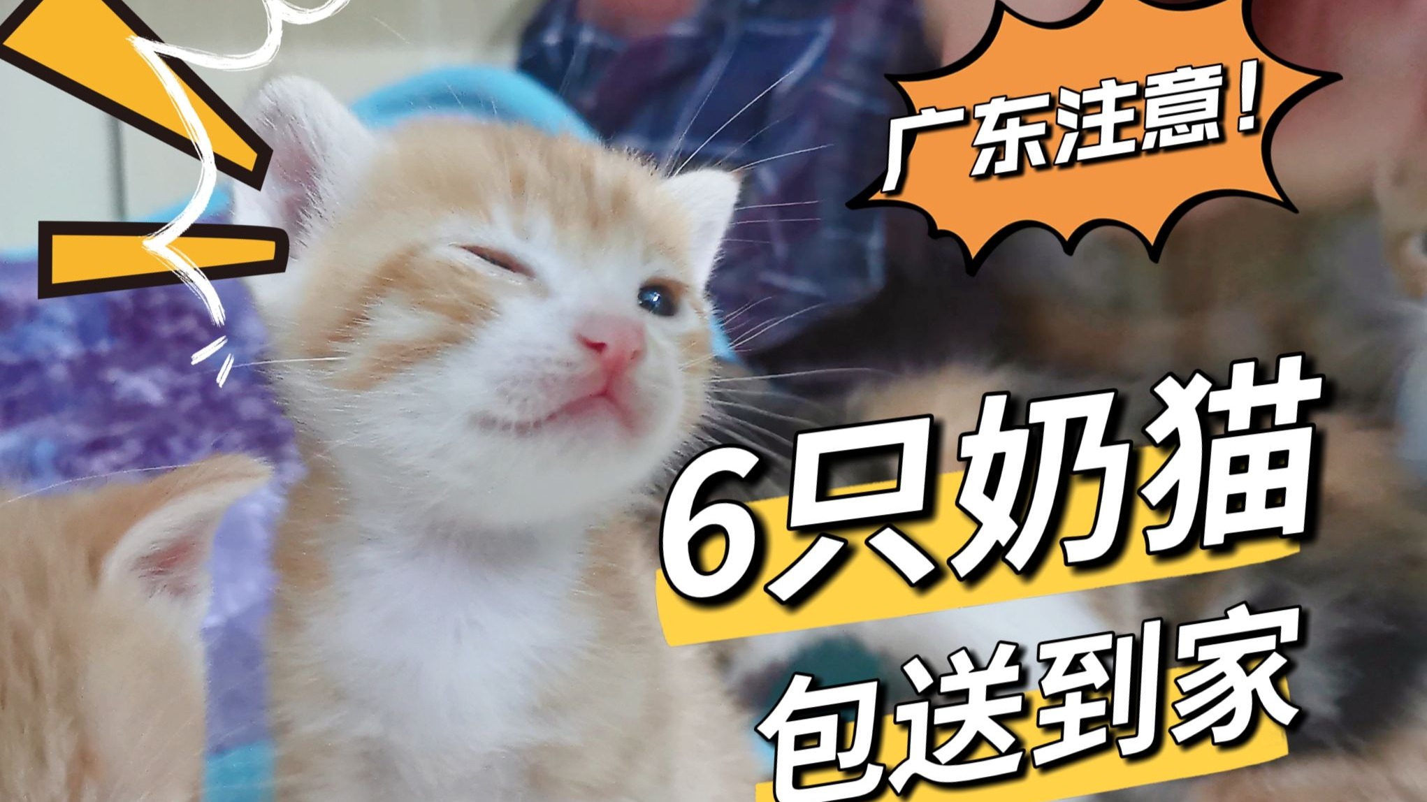 【广东注意】大橘出没✅无偿送猫上门✅无套路