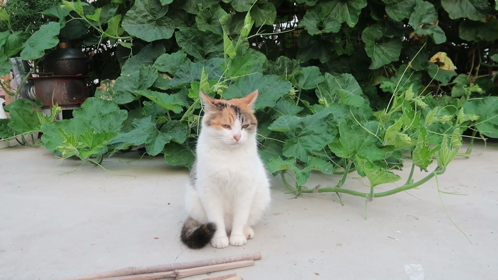 长在人类心巴上的小猫咪，360度完美的好圆圆