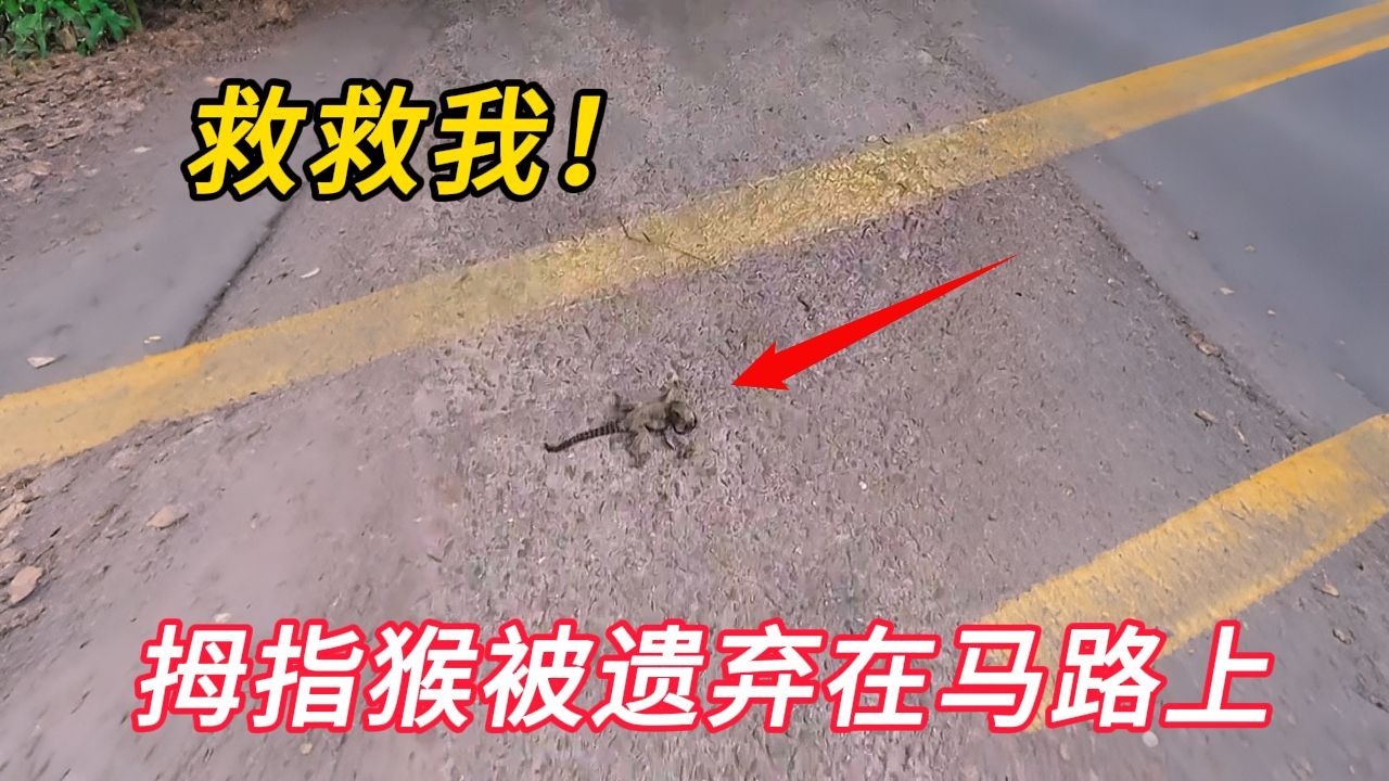 女孩捡到一只巴掌大小的猴子，将它带回家照顾后成为了重要的家