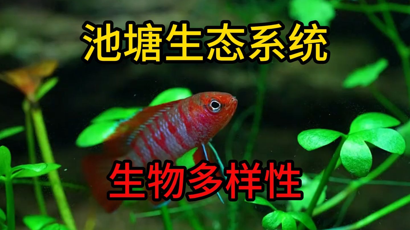 耗时365天，我记录了一个“池塘”生态系统的演变。