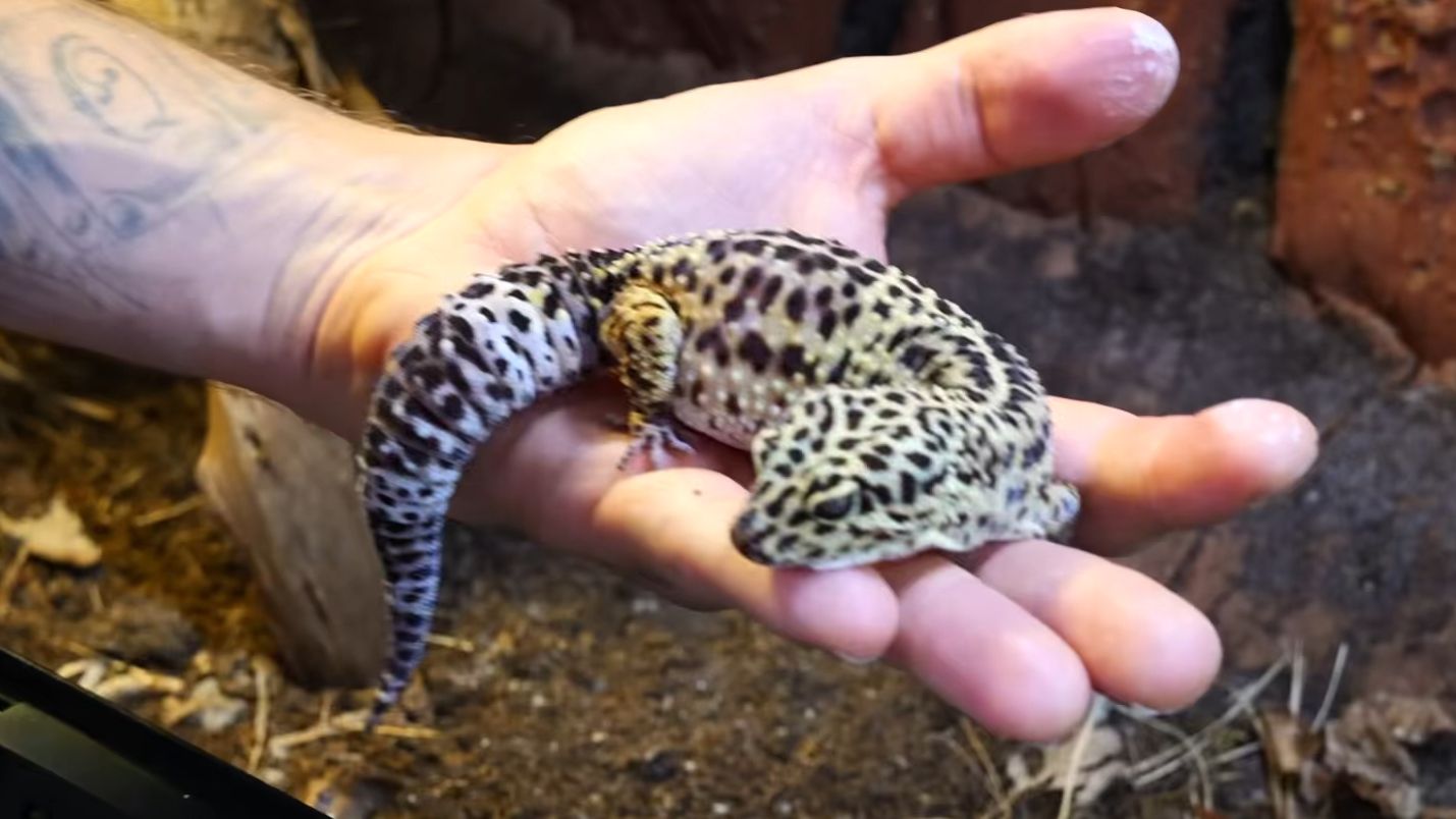 打造豹纹守宫的新家：生物活性生态缸