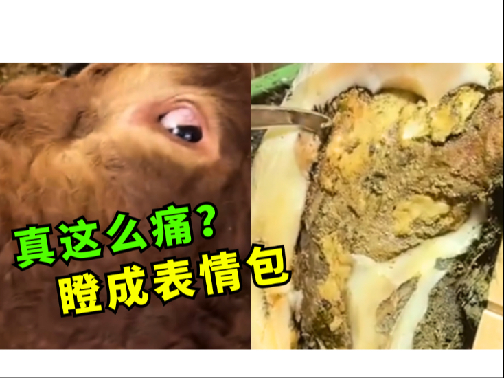 【高能修蹄】牛牛瞪成表情包！蹄底藏着啥危机？