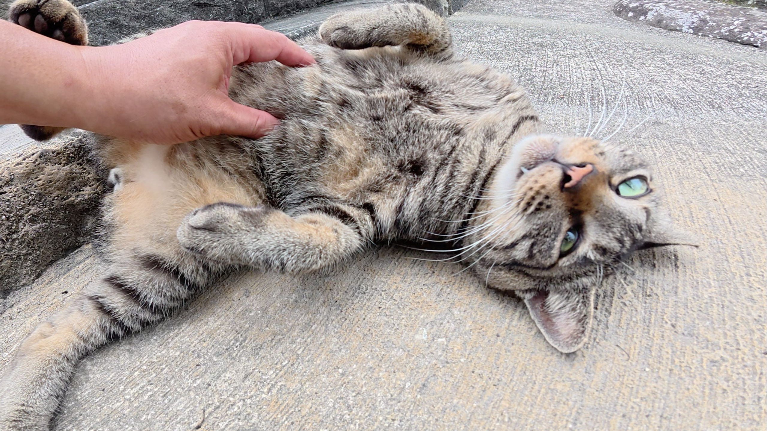 虎斑猫可爱地喵喵叫着走到我面前，给我看它的肚子