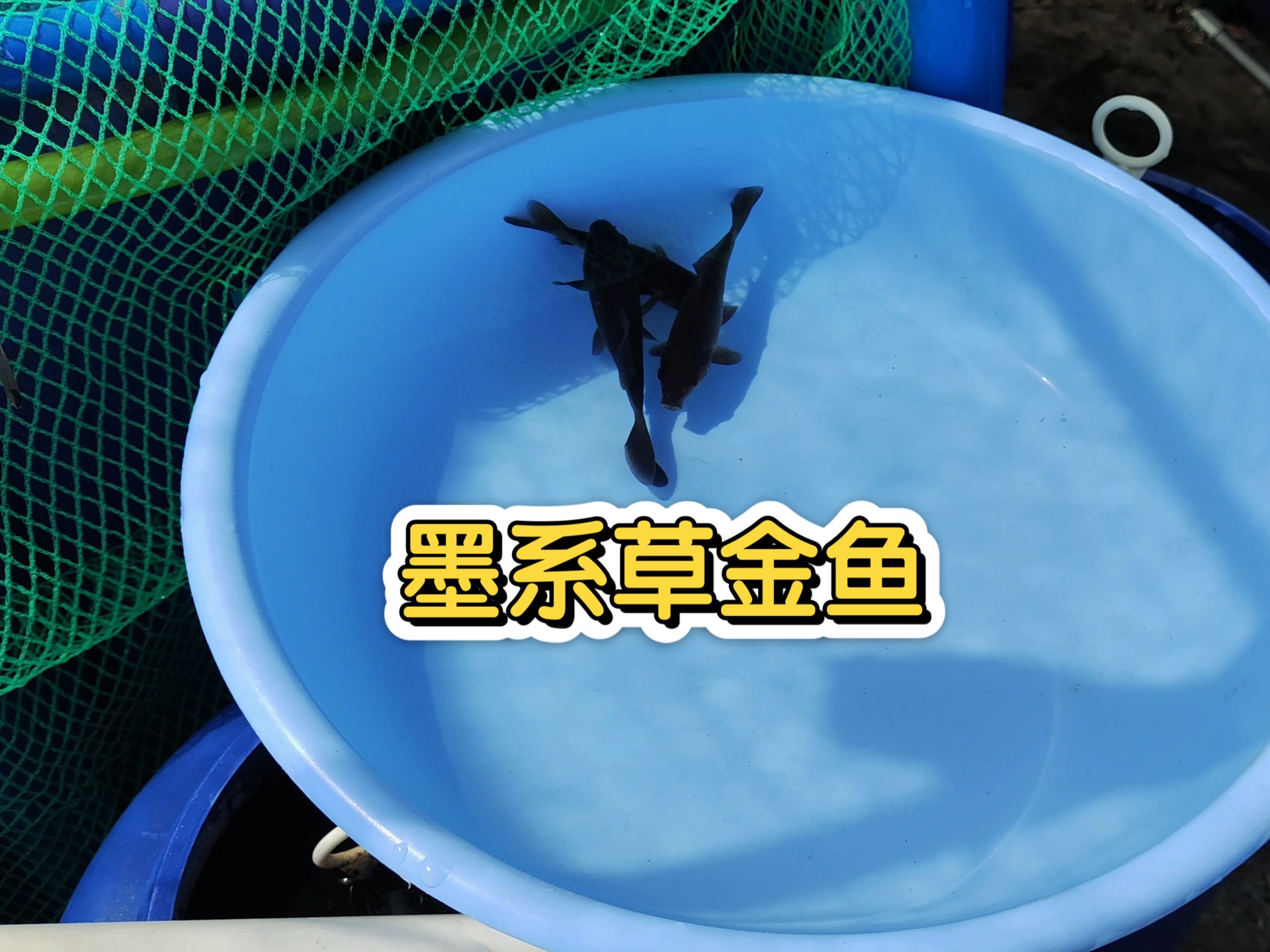 祖国阅兵，咱也拿出我们家的草金检阅一下