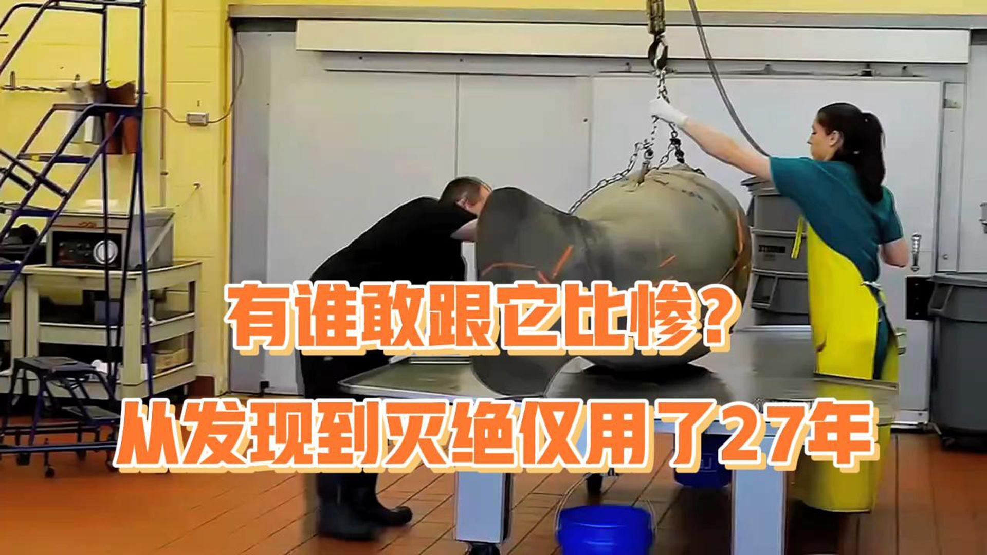 有谁敢跟它比惨？从发现到灭绝仅用了27年时间！#斯特拉大海牛