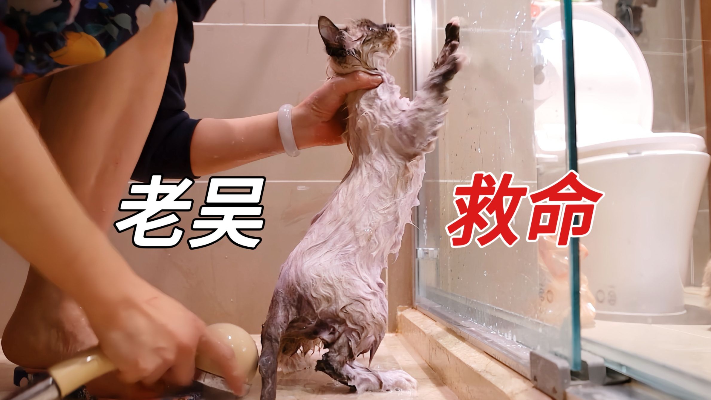 小流浪猫第一次洗澡，吓得吐舌头原地起飞