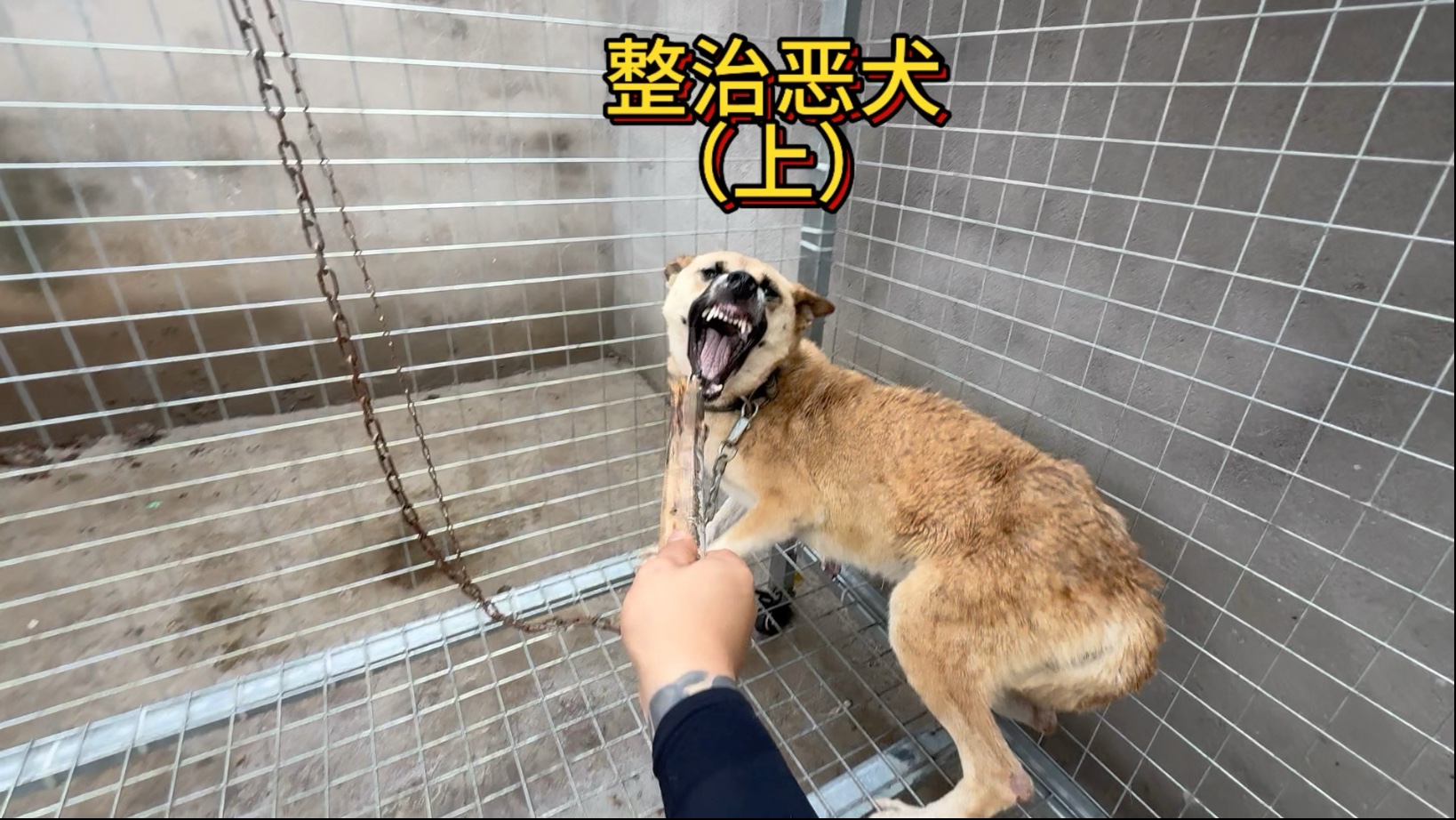 粉丝寄来一只十恶不赦的恶犬让我帮忙整治一下，没想到这只恶犬