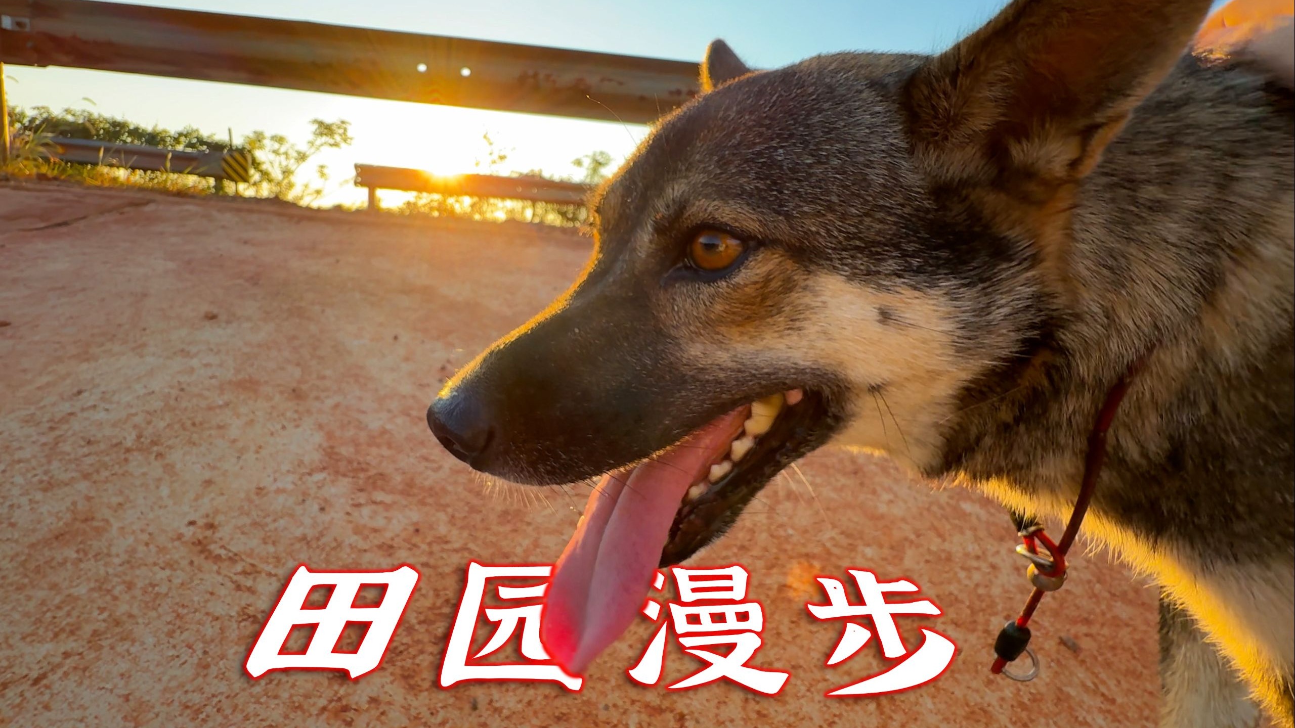 我是土狗，户外玩耍=过年