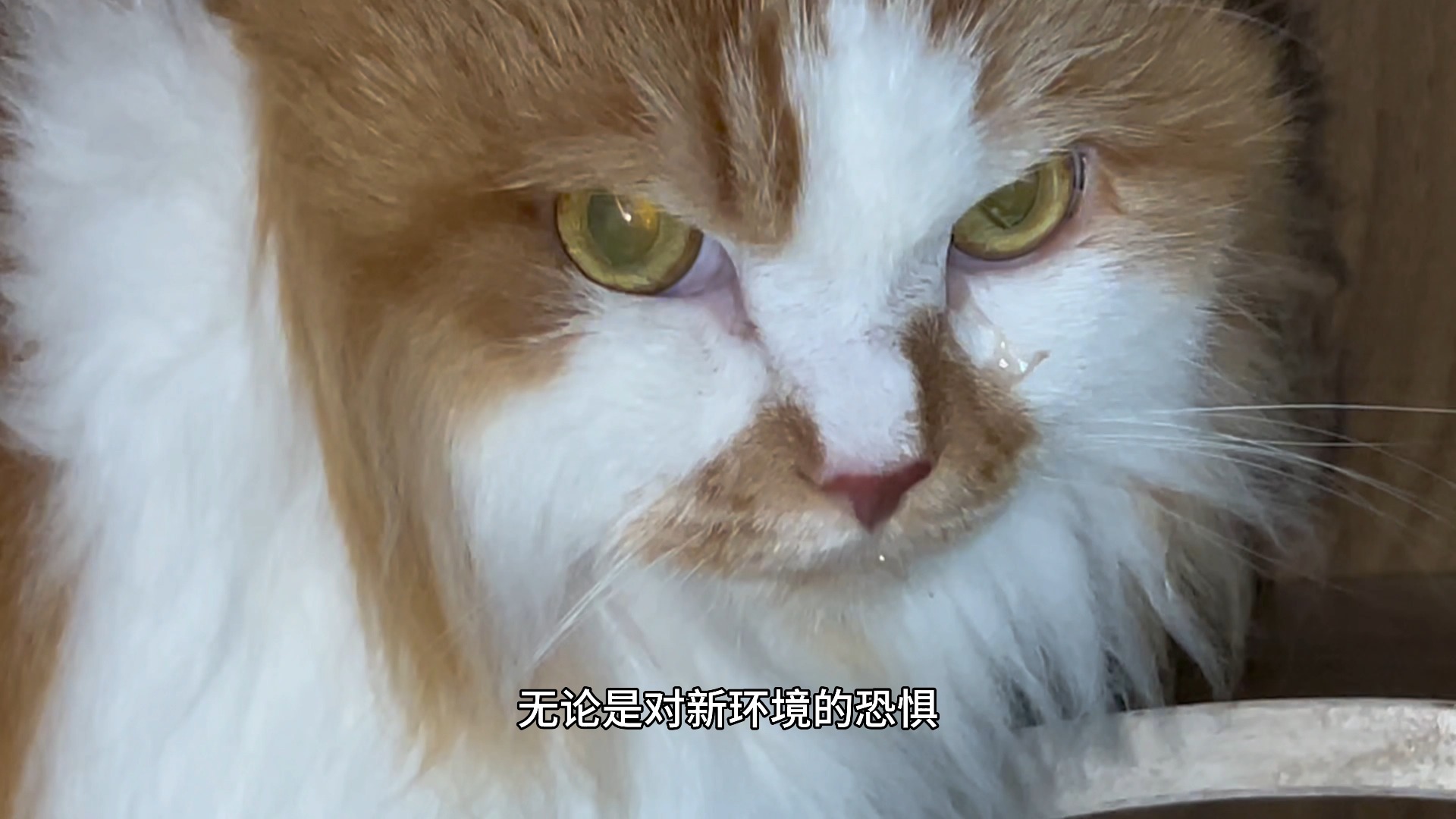 养猫得有个好身体