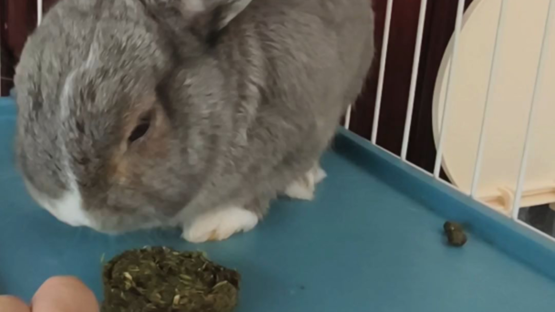 0只兔想吃我自制的草饼
