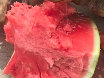 会榨汁的乌龟，苏卡达龟，以后无法直视西瓜汁!