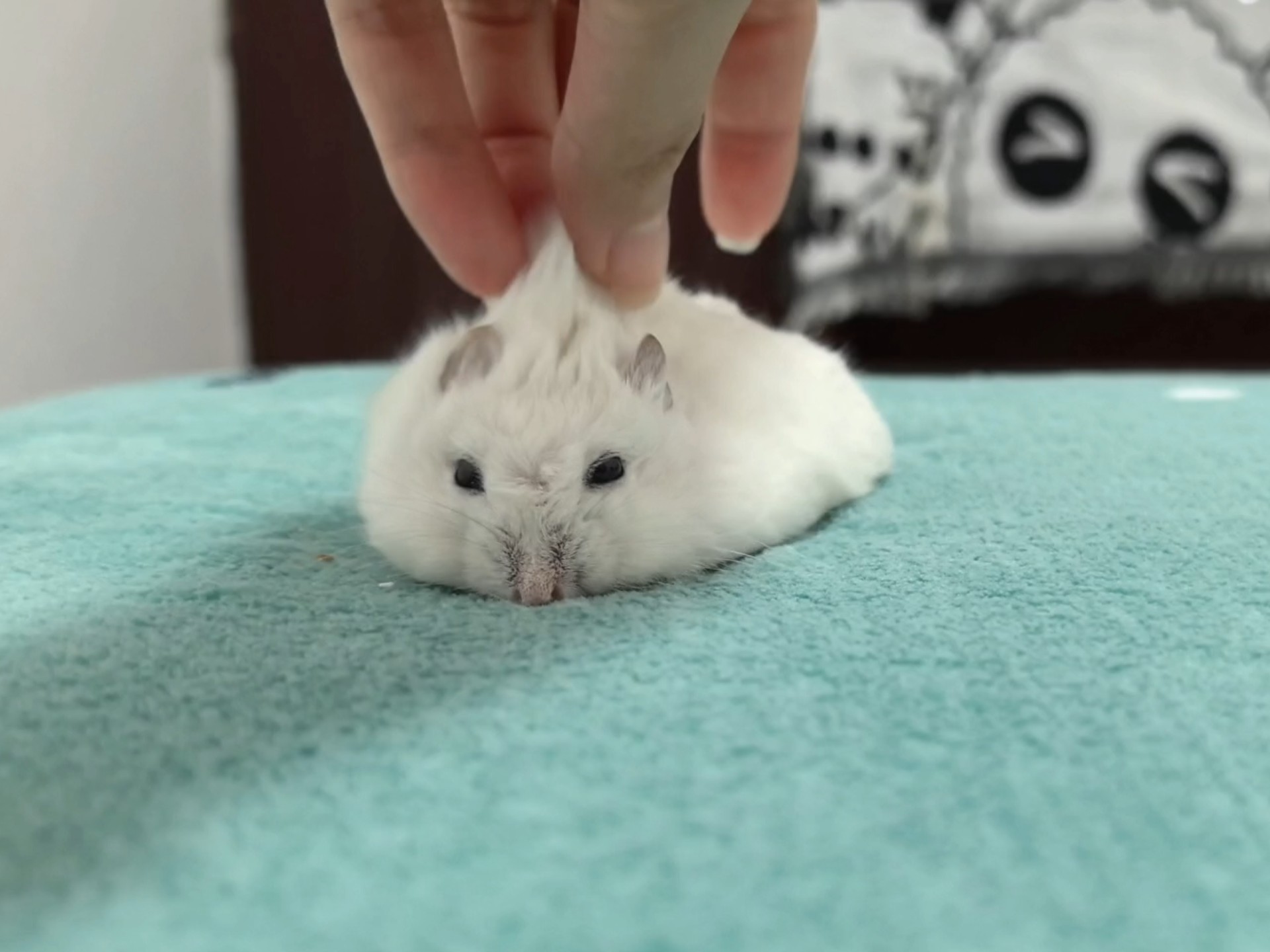 揪起来一丢丢