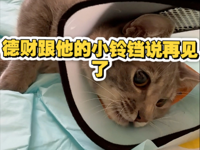 德财跟他的小铃铛说再见了