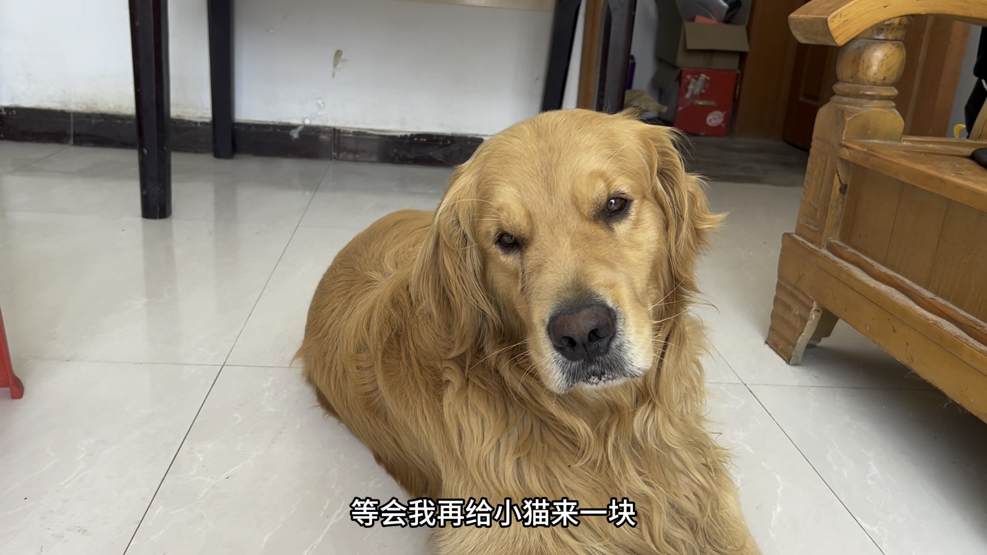 给团团吃点零食