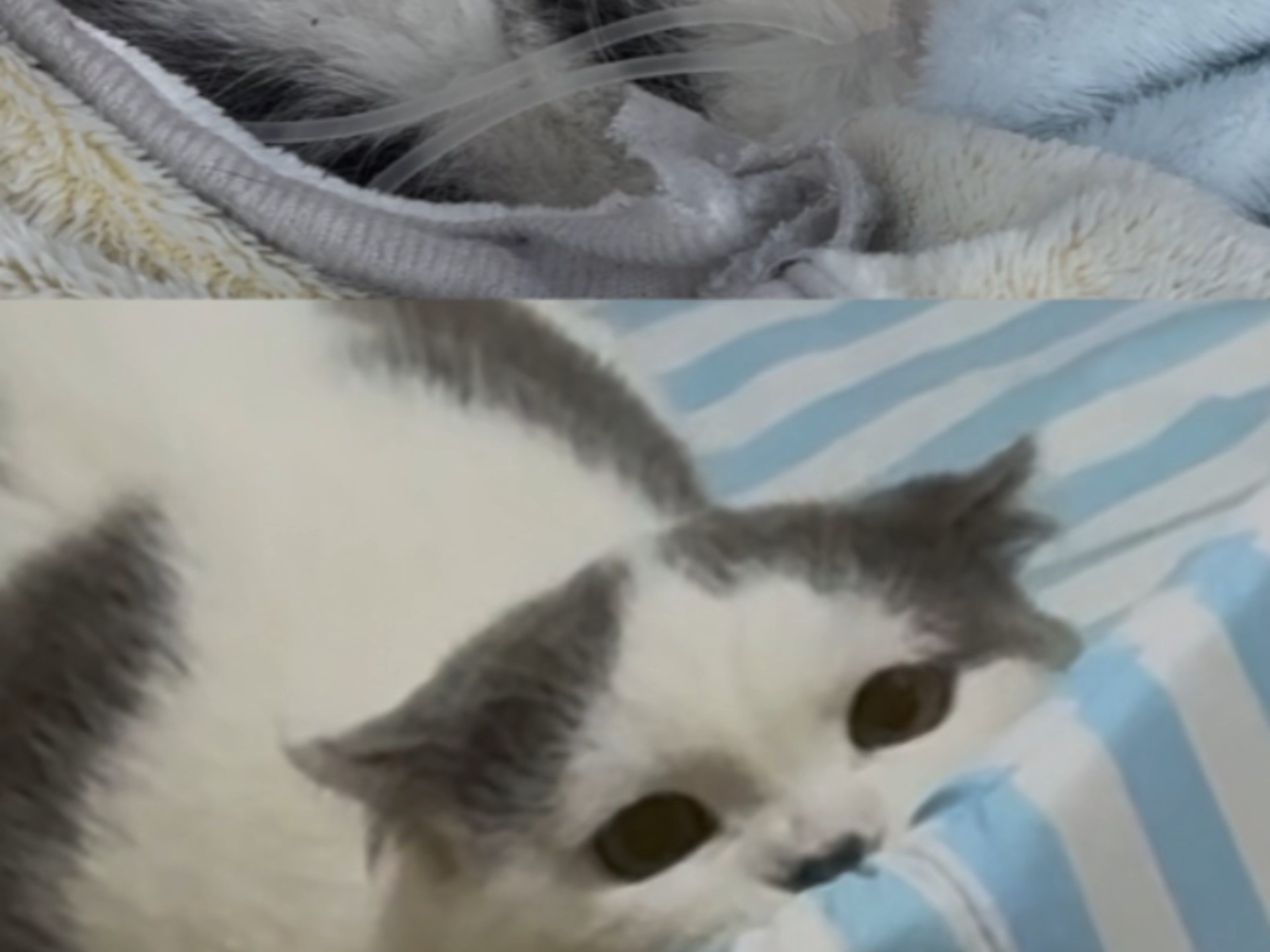 为了这一个转场 我们等了半年#哈基米 #流浪猫 #领养代替购买
