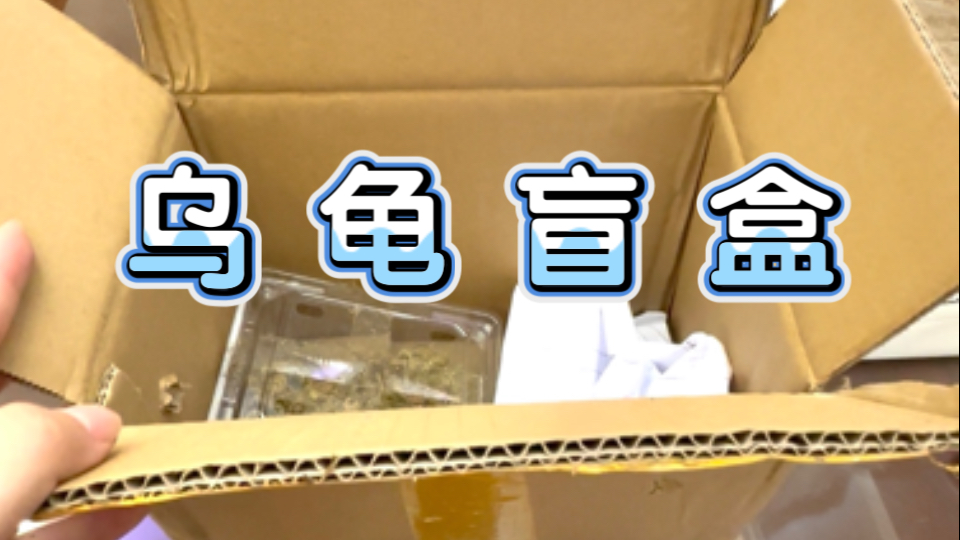 小青龟干苗盲盒开箱  |  欧气爆表，盲开天使眼和伪魔眼小青龟