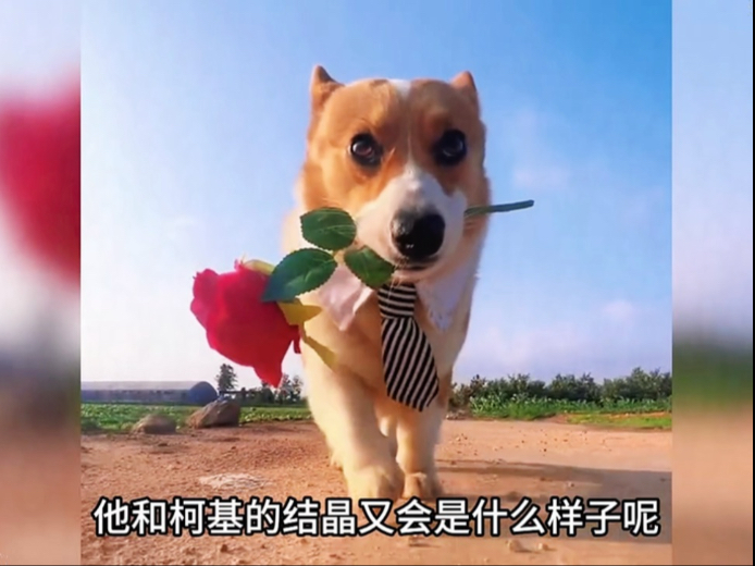 为什么说哈士奇还是看别人养最好玩？