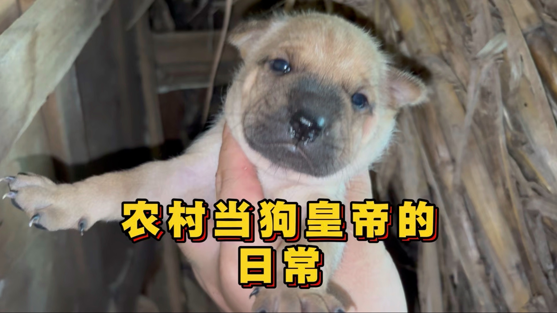 农村沉浸式体验当“狗皇帝”的日常！居然被两只小狗给打劫了！