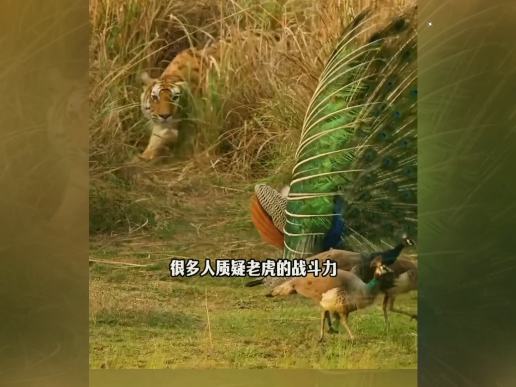 谁敢怀疑老虎的战斗力？