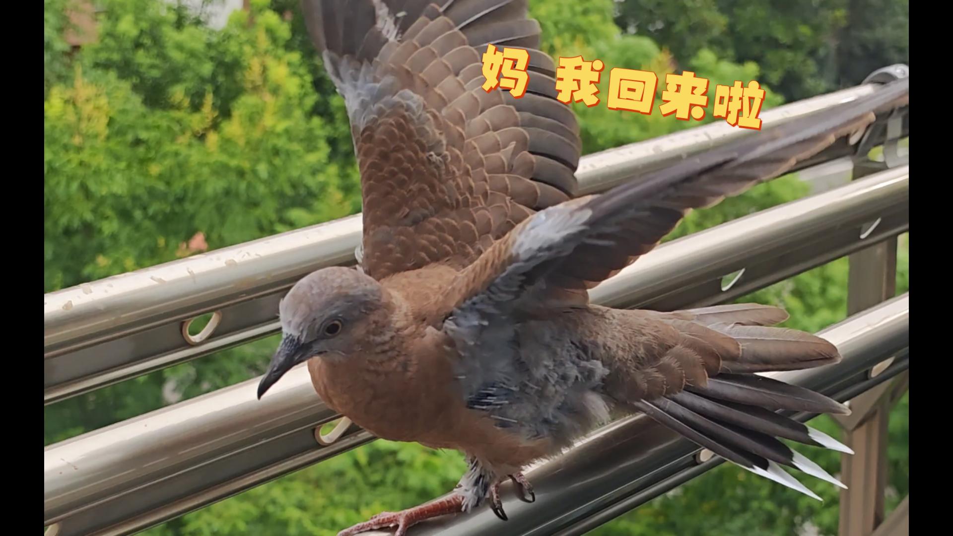 阳台鸠鸠||回家当然要用跑的啦