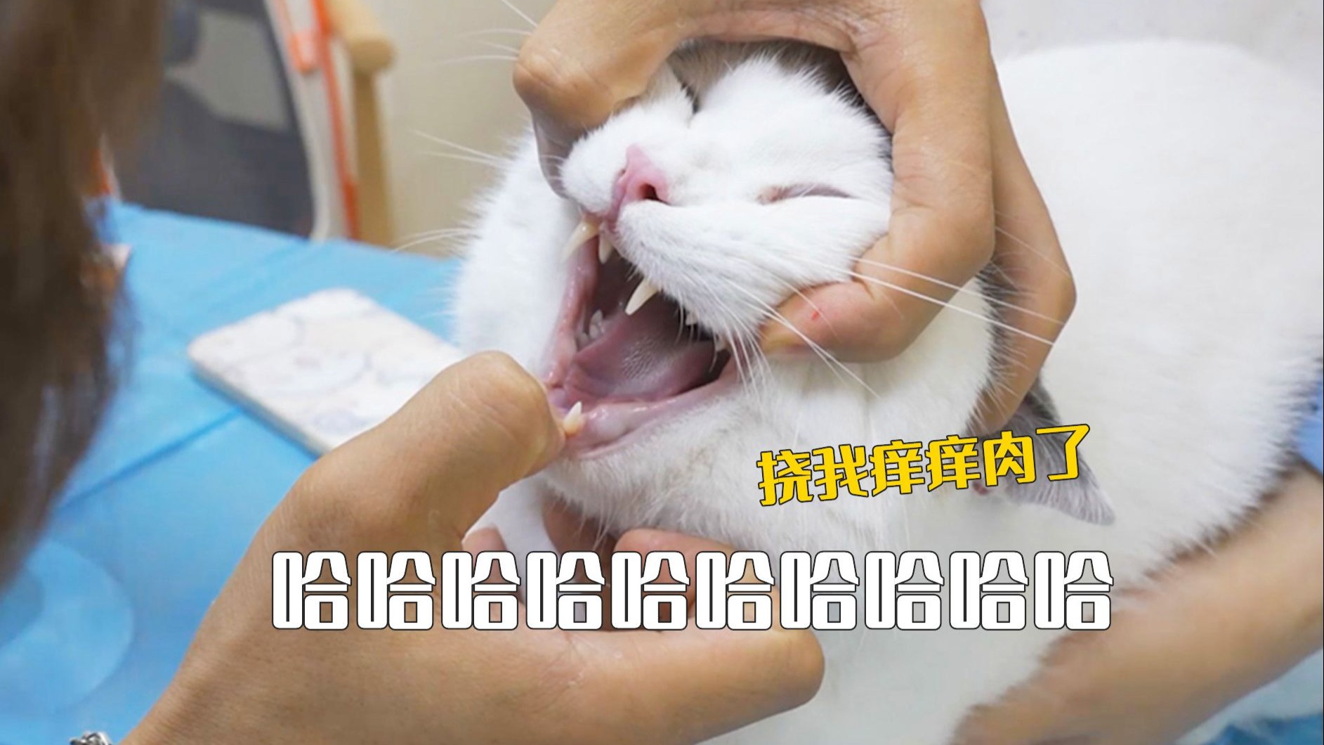 我：从不体检，家里5只猫：年年体检