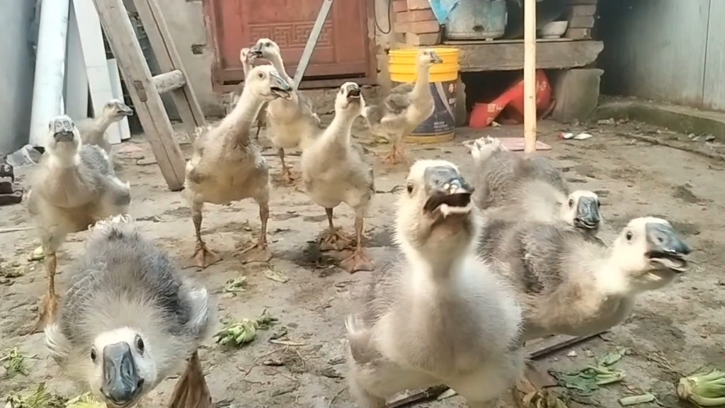 家里的鹅