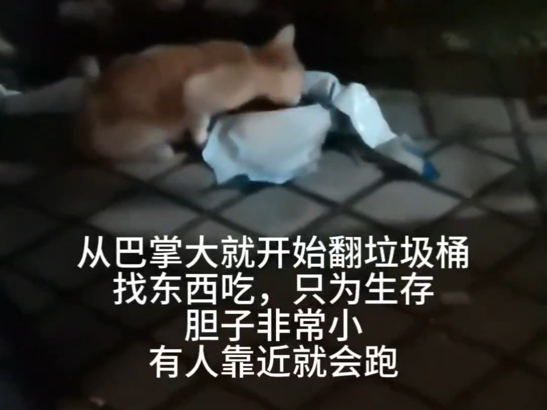 靠翻垃圾桶的存活的小猫